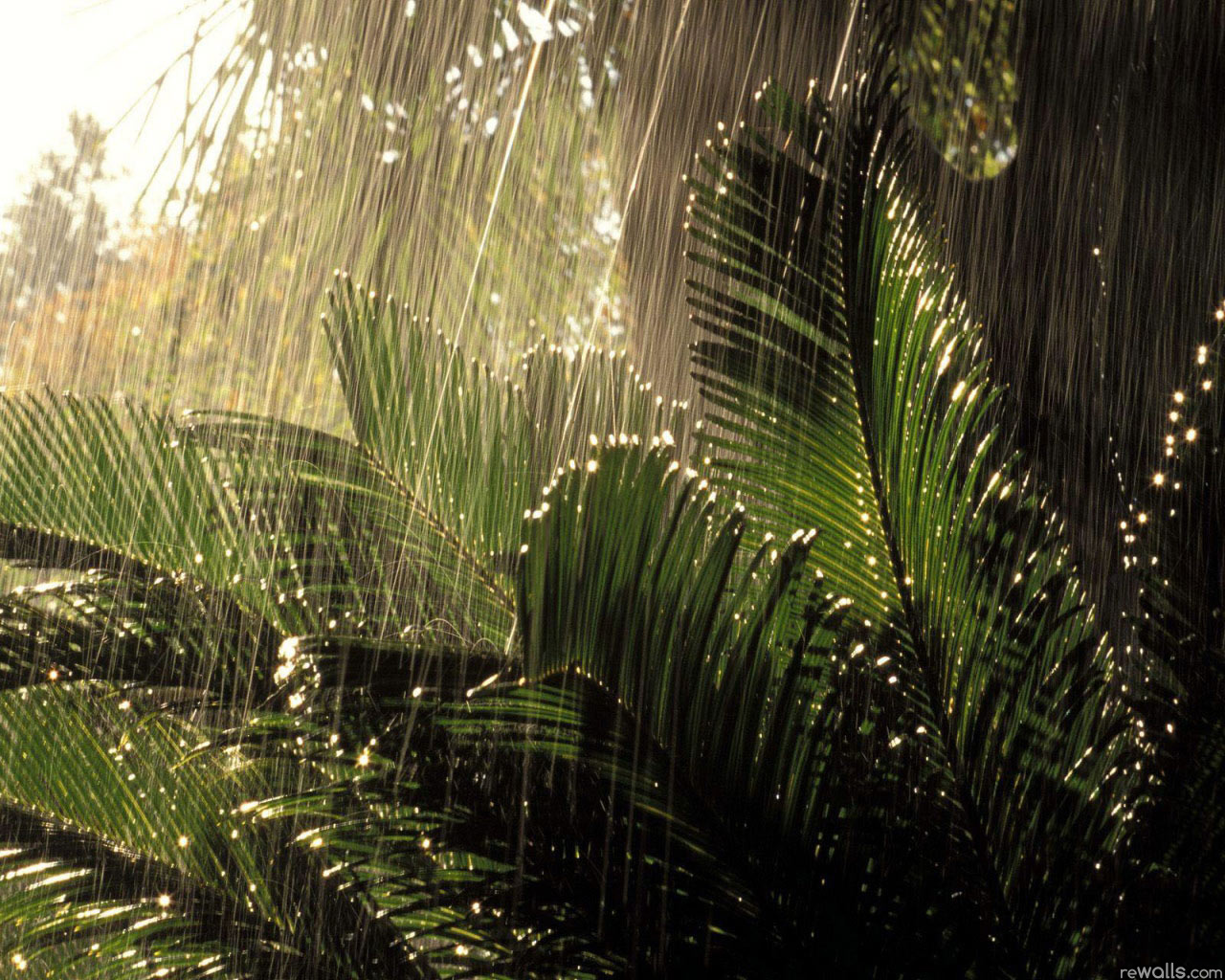 scimmiette della foresta pluviale tropicale