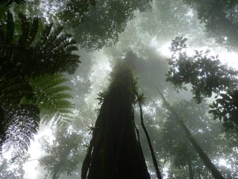 FORESTA TROPICALE NEBBIOSA (cloud forest)