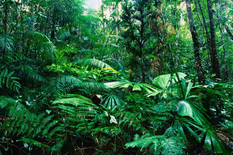 Foresta tropicale pluviale (rain forest)