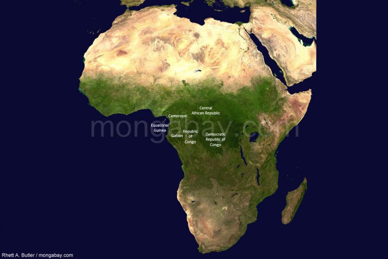 LA FORESTA PLUVIALE AFRICANA