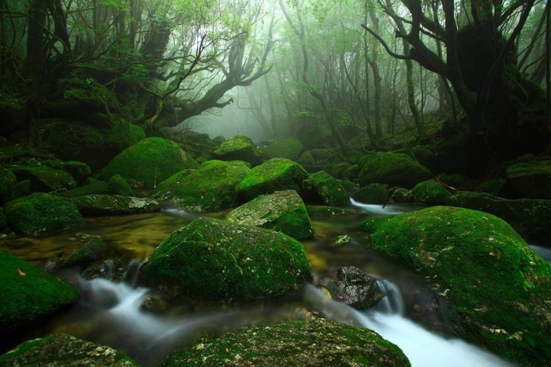 Foresta di Yakushima (Giappone) fonte di ispirazione per l’arredamento del terrario.