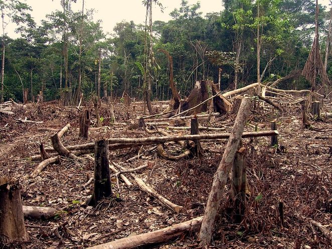 PERCHE’ LE FORESTE TROPICALI VENGONO DISTRUTTE?