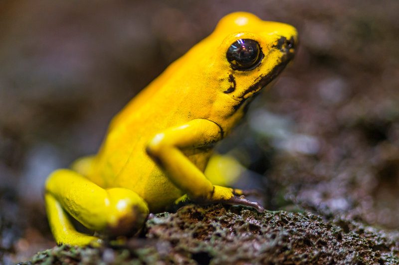 Chemists Re-Create Deadly Frog Poison In The Lab