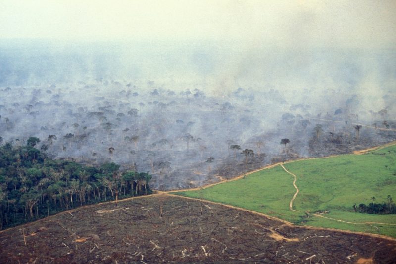 L’Amazzonia è sempre più spoglia, in crescita la deforestazione