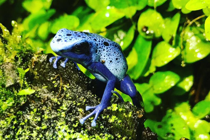 How to Build a Poison Frog Terrarium
