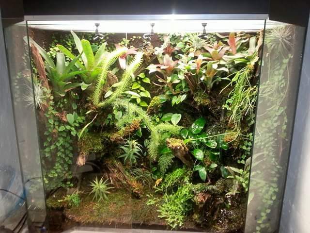 HOW TO SET UP A LIVING VIVARIUM FOR POISON DART FROGS