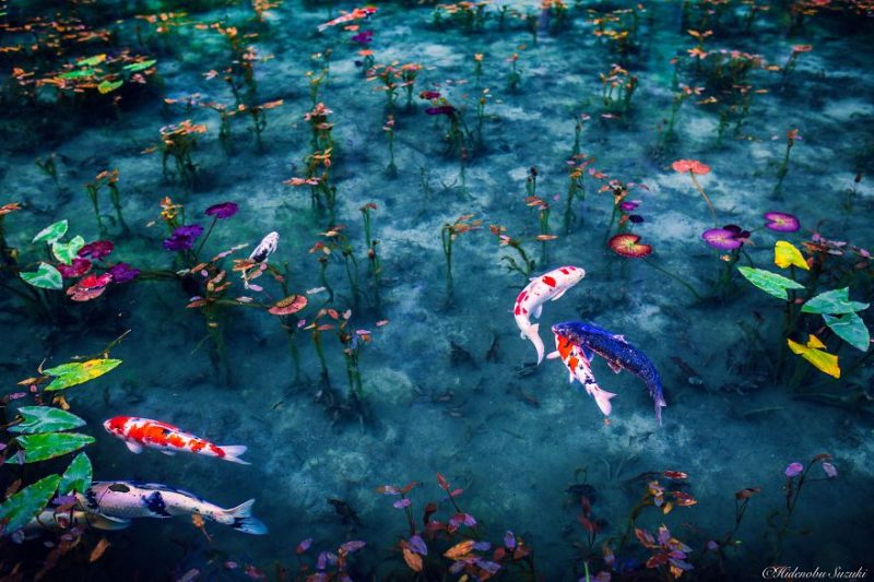 Monet’s Pond in Japan – Gifu Prefecture, Japan