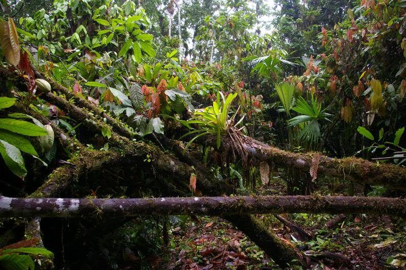 Foreste tropicali nel mondo: ECUADOR