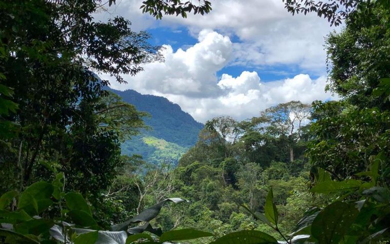 Le foreste tropicali nel mondo: Tingo Maria, Perù. Le foreste tropicali nel mondo: Tingo Maria, Perù.