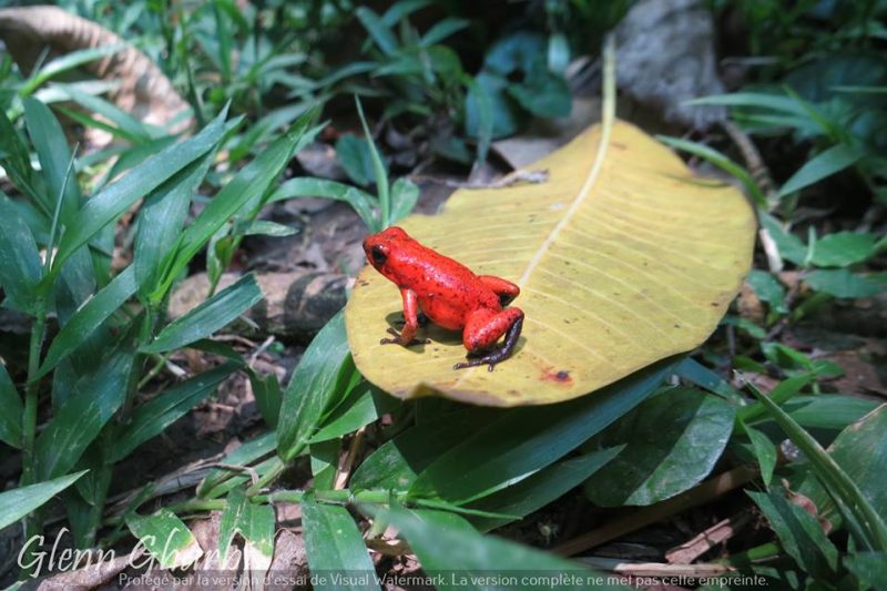 Oophaga pumilio in situ presso Bananito Sur, Limon, Costa Rica – photo Glenn Gharbi